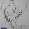 Fotografia de herbário 1 da espécie Matthiola fruticulosa no Jardim Botânico UTAD