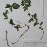 Fotografia de herbário 1 da espécie Euphorbia dulcis no Jardim Botânico UTAD