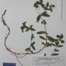 Fotografia de herbário 1 da espécie Euphorbia dulcis no Jardim Botânico UTAD