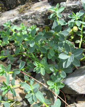 Fotografia 1 da espécie Euphorbia pyrenaica no Jardim Botânico UTAD