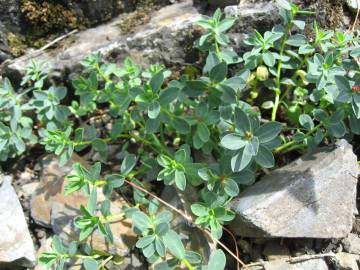 Fotografia da espécie Euphorbia pyrenaica