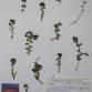 Fotografia 1 de herbário da espécie Euphorbia pyrenaica no Jardim Botânico UTAD