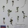 Fotografia de herbário 1 da espécie Euphorbia pyrenaica no Jardim Botânico UTAD