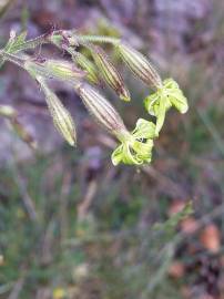 Fotografia da espécie Silene ciliata