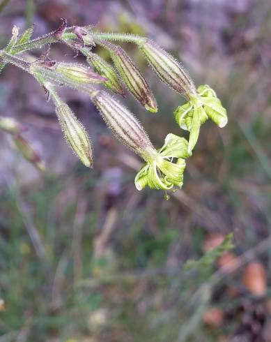 Fotografia de capa Silene ciliata - do Jardim Botânico