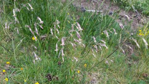 Fotografia da espécie Silene ciliata