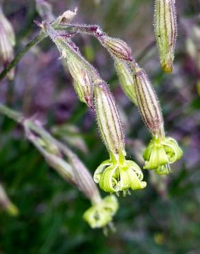 Fotografia 5 da espécie Silene ciliata no Jardim Botânico UTAD