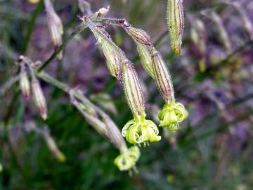 Fotografia da espécie Silene ciliata