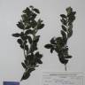 Fotografia de herbário 1 da espécie Buxus sempervirens no Jardim Botânico UTAD