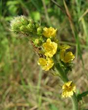 Fotografia da espécie Agrimonia eupatoria