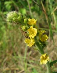 Agrimonia eupatoria subesp. grandis