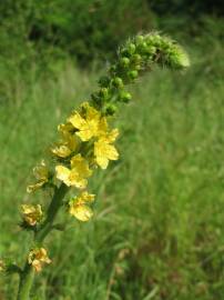 Fotografia da espécie Agrimonia eupatoria subesp. grandis