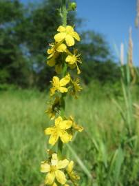 Fotografia da espécie Agrimonia eupatoria subesp. grandis