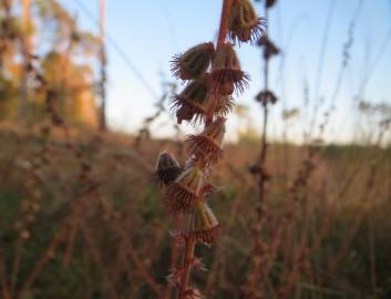 Fotografia da espécie Agrimonia eupatoria subesp. grandis