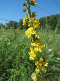 Fotografia da espécie Agrimonia eupatoria subesp. grandis