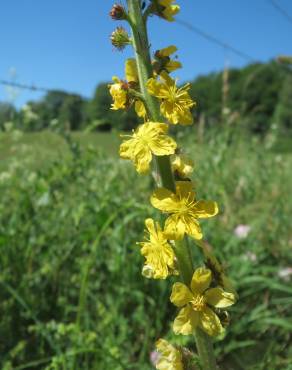 Fotografia 5 da espécie Agrimonia eupatoria subesp. grandis no Jardim Botânico UTAD