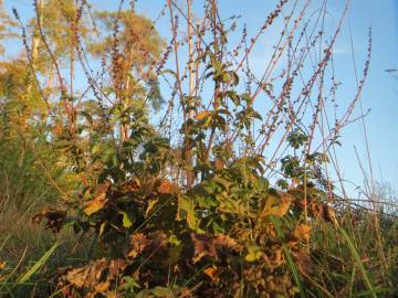 Fotografia da espécie Agrimonia eupatoria subesp. grandis