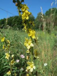 Fotografia da espécie Agrimonia eupatoria subesp. grandis