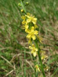 Fotografia da espécie Agrimonia eupatoria subesp. grandis