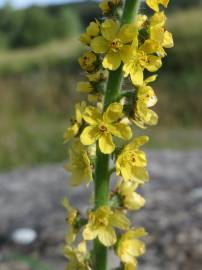 Fotografia da espécie Agrimonia eupatoria subesp. grandis