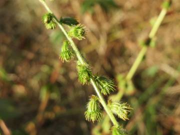 Fotografia da espécie Agrimonia eupatoria subesp. grandis