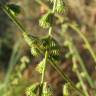 Fotografia 11 da espécie Agrimonia eupatoria subesp. grandis do Jardim Botânico UTAD