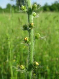 Fotografia da espécie Agrimonia eupatoria subesp. grandis