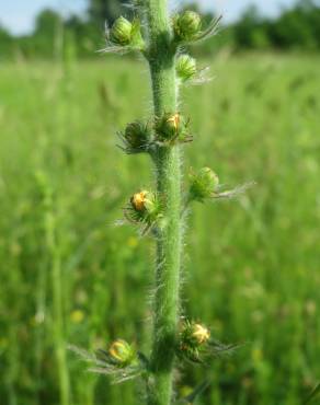 Fotografia 12 da espécie Agrimonia eupatoria subesp. grandis no Jardim Botânico UTAD