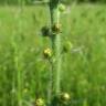 Fotografia 12 da espécie Agrimonia eupatoria subesp. grandis do Jardim Botânico UTAD