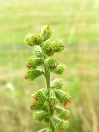 Fotografia da espécie Agrimonia eupatoria subesp. grandis