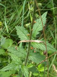 Fotografia da espécie Agrimonia eupatoria subesp. grandis