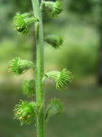 Fotografia da espécie Agrimonia eupatoria subesp. grandis