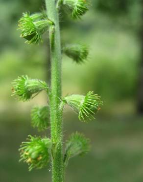 Fotografia 17 da espécie Agrimonia eupatoria subesp. grandis no Jardim Botânico UTAD