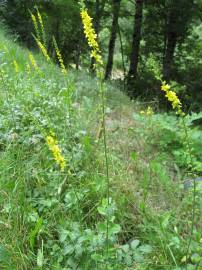 Fotografia da espécie Agrimonia eupatoria subesp. grandis