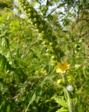 Fotografia 19 da espécie Agrimonia eupatoria subesp. grandis no Jardim Botânico UTAD