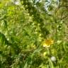 Fotografia 19 da espécie Agrimonia eupatoria subesp. grandis do Jardim Botânico UTAD