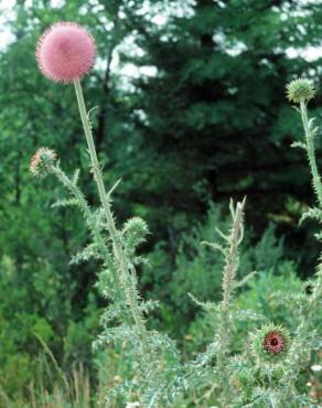 Fotografia 8 da espécie Carduus nutans no Jardim Botânico UTAD