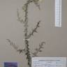 Fotografia de herbário 1 da espécie Carduus carpetanus no Jardim Botânico UTAD