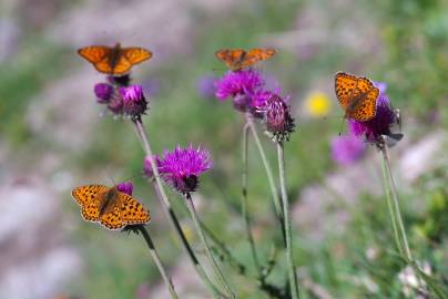 Fotografia da espécie Carduus defloratus subesp. medius