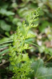 Fotografia da espécie Asplenium adiantum-nigrum var. adiantum-nigrum