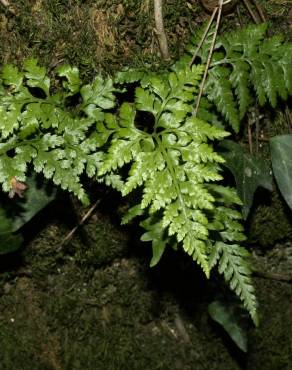 Fotografia 3 da espécie Asplenium adiantum-nigrum var. adiantum-nigrum no Jardim Botânico UTAD