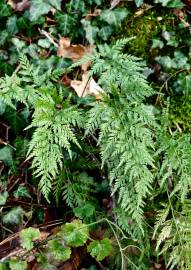 Fotografia da espécie Asplenium adiantum-nigrum var. adiantum-nigrum