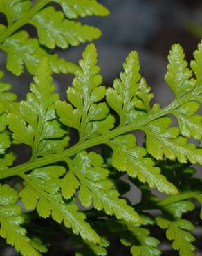 Fotografia 6 da espécie Asplenium adiantum-nigrum var. adiantum-nigrum no Jardim Botânico UTAD