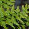 Fotografia 6 da espécie Asplenium adiantum-nigrum var. adiantum-nigrum do Jardim Botânico UTAD