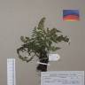 Fotografia de herbário 1 da espécie Asplenium adiantum-nigrum no Jardim Botânico UTAD