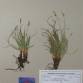 Fotografia 1 de herbário da espécie Carex halleriana no Jardim Botânico UTAD