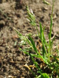 Fotografia da espécie Poa annua