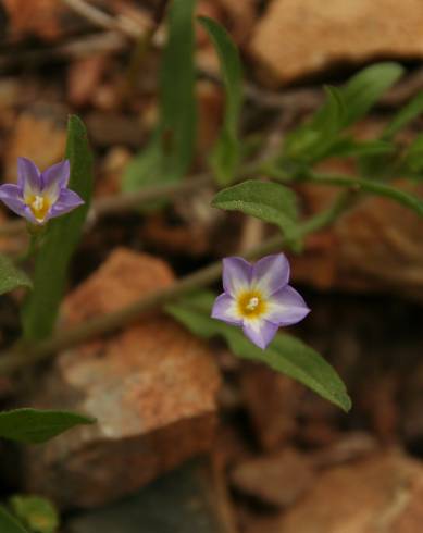 Fotografia de capa Convolvulus pentapetaloides - do Jardim Botânico