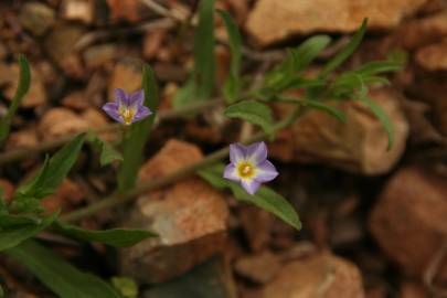 Fotografia da espécie Convolvulus pentapetaloides