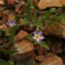 Fotografia 1 da espécie Convolvulus pentapetaloides do Jardim Botânico UTAD